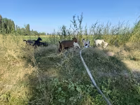 عنزة, Czech Brown Shorthaired goats — الصورة 2
