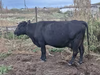 Vaca, Hereford — foto 5