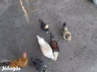 Chickens — Foto 3