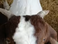 Bak, Boer goat — 2. fotó