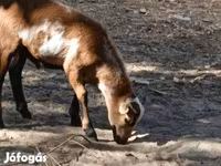 Kos, Cameroon sheep — 2. fotó
