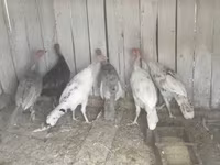 Turkeys — Foto 1