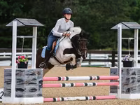 Hing, Pinto horses — 1. fotó
