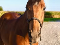 Hing, Quarter Horse — 3. fotó