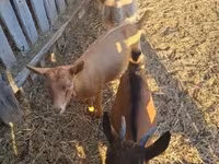 Cabro, Cabras — foto 4