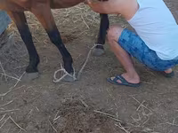 Kanca, Kazakh horse — 2. fotó