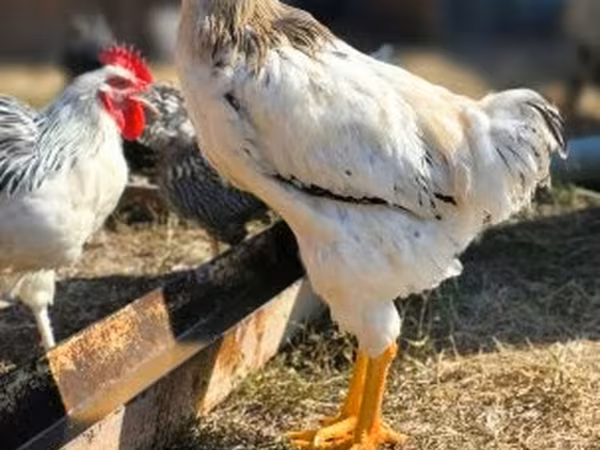 Chickens — 匈牙利