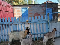 Koza, Kozy — foto 2