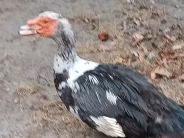 Ducks — Ungarn
