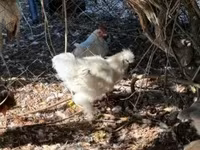 Silkie — 3. fotó