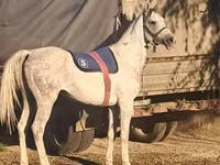 Caballo, Arabian horse — foto 2