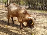 बकरा, बकरियाँ — फ़ोटो 4