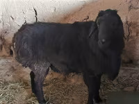 Kos, Hissar sheep — 6. fotó