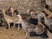 Turkeys — foto 1