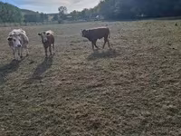 Bulle, Limousin-Kuh — Foto 4