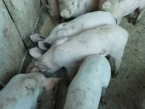 Sow,  — Hungary