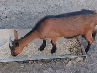 母山羊, Alpine goat — 照片 3