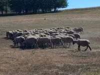 Schaf, White Suffolk sheep — Foto 2