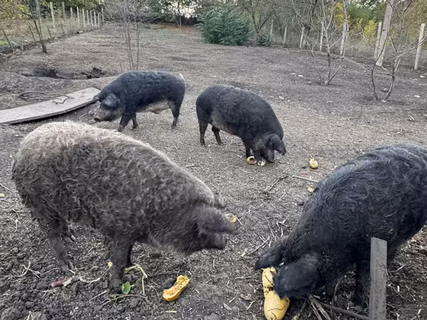 Porca, Мангалица