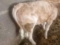ثور, Charolais cattle — الصورة 1