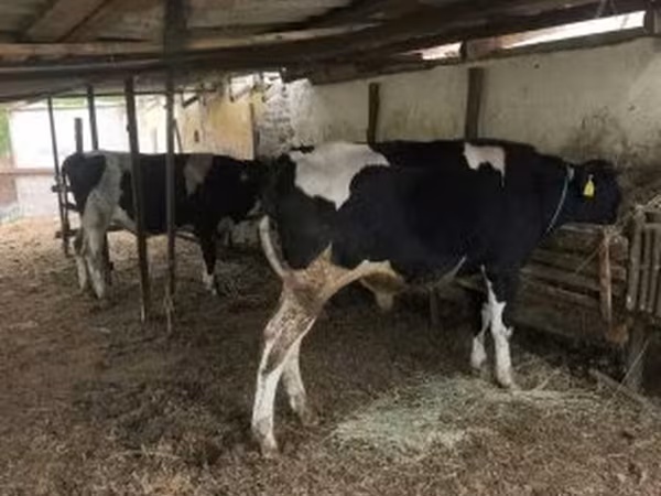 Bika, Russian Black pied cattle — Magyarország