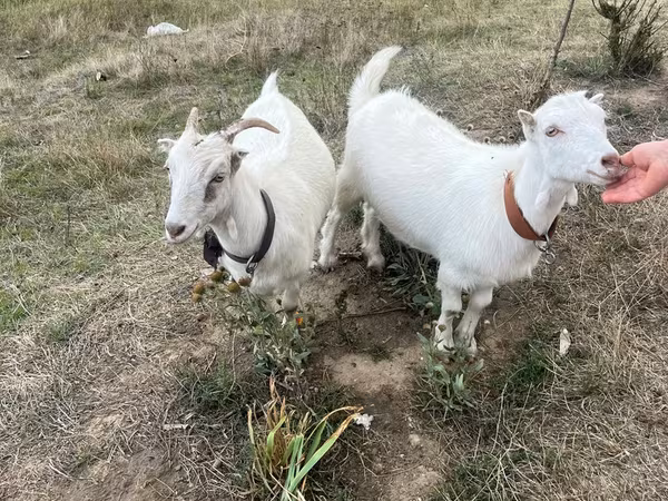 母山羊, Goats