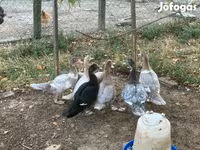 Ducks — Foto 7