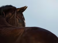 Yegua, Akhal-Teke — foto 1