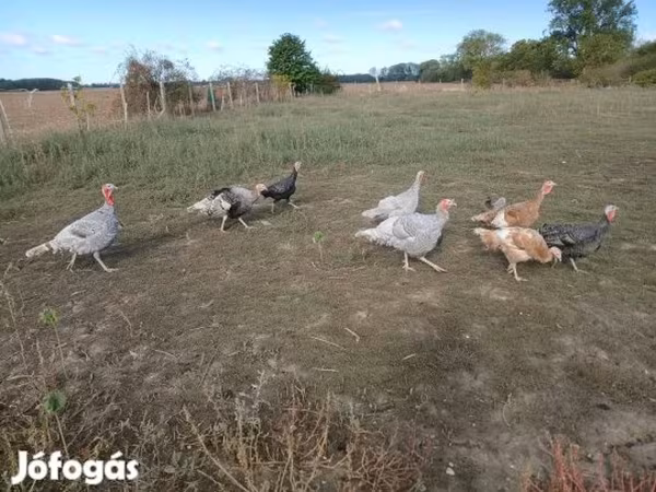 Turkeys — Magyarország