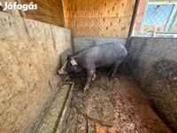 公猪, Pigs — 照片 6