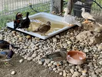 Ducks — zdjęcie 3