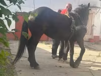 母马, Horses — 照片 1
