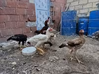 Chickens — 6. fotó
