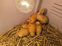 Ducks — Foto 1