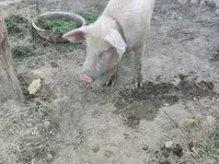 Prasata (šarže, pohlaví neuvedeno), Prasata — foto 1