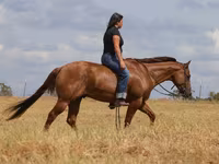 Hengst, Quarter Horse — Foto 3