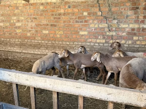 Qoyun, Hissar sheep