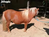 Hing, Shetland Pony — 5. fotó