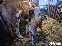 Kuh, Simmental cattle — Foto 1
