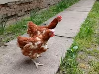 Chickens — 照片 1