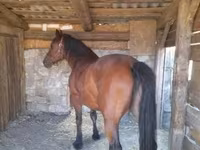 فرس, Međimurje horse — الصورة 2