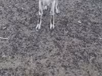Ziege, Nubian Goat — Foto 3