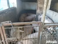 Schweine (Partie, Geschlecht nicht angegeben), Schweine — Foto 8