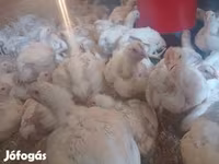 Chickens — फ़ोटो 1