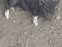 Porca, Porcos — foto 2