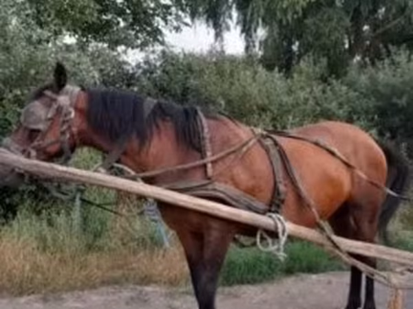 Kanca, Hucul pony