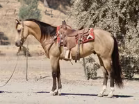 Hing, Quarter Horse — 4. fotó
