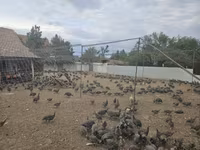 Guinea fowl — photo 3
