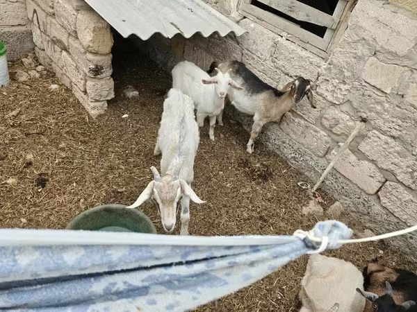 Козёл, Козлы
