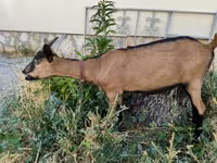 Ешкі, Alpine goat — 2-сурет